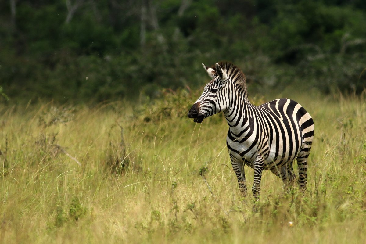 Equus_guagga1_28.06.2019_P.Szymański 1.jpg